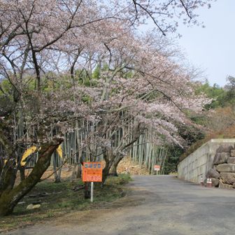この桜はソメイヨシノ?