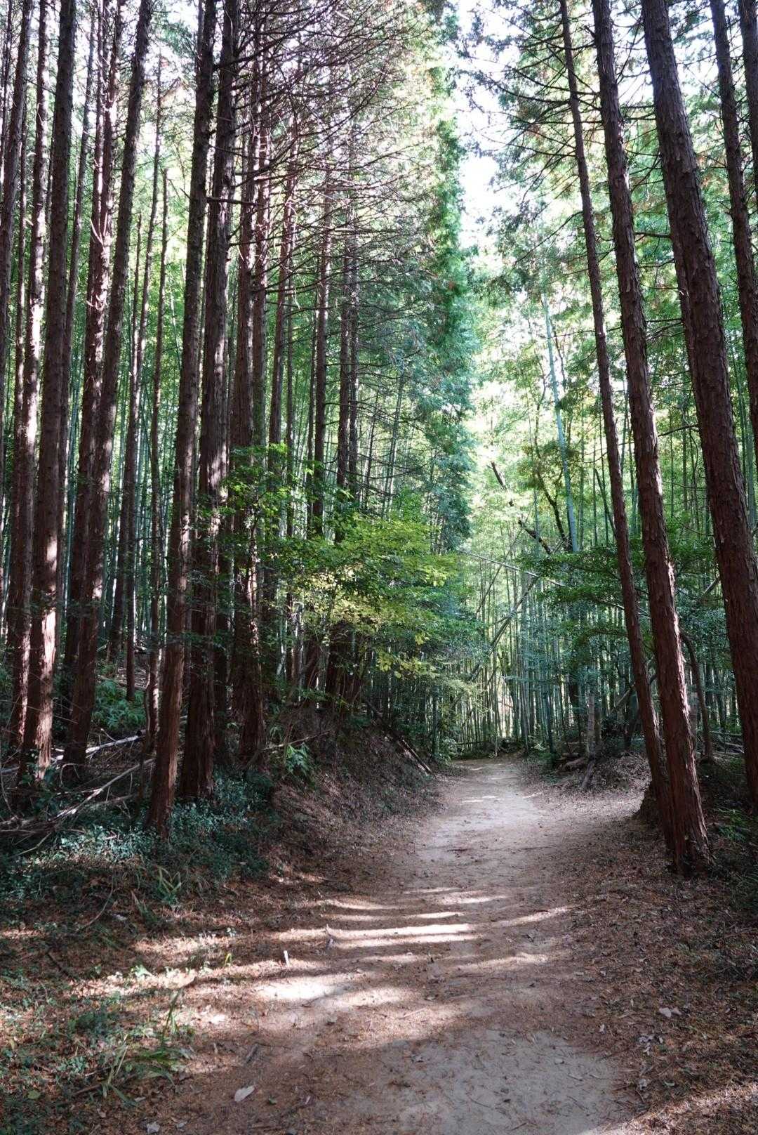 🐤にも会えずにすぐ下山です。
