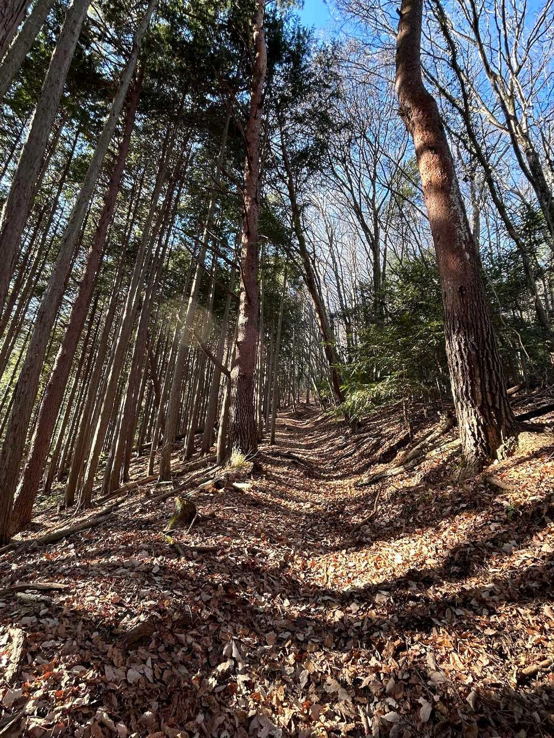 変化の無いように見えますか？
癒される登山道なんですよね〜💕