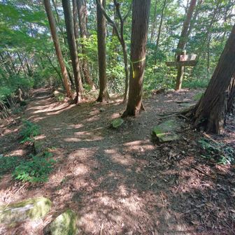 登山道はほぼ日陰だけど稜線は僅か😓
無風の中、息が上がらない様ゆっくりと登ります。