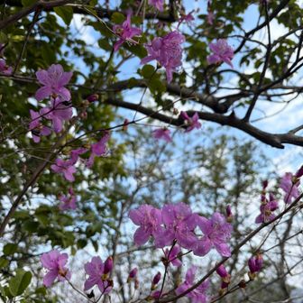 まだまだ咲き始めのところが多かった🌸