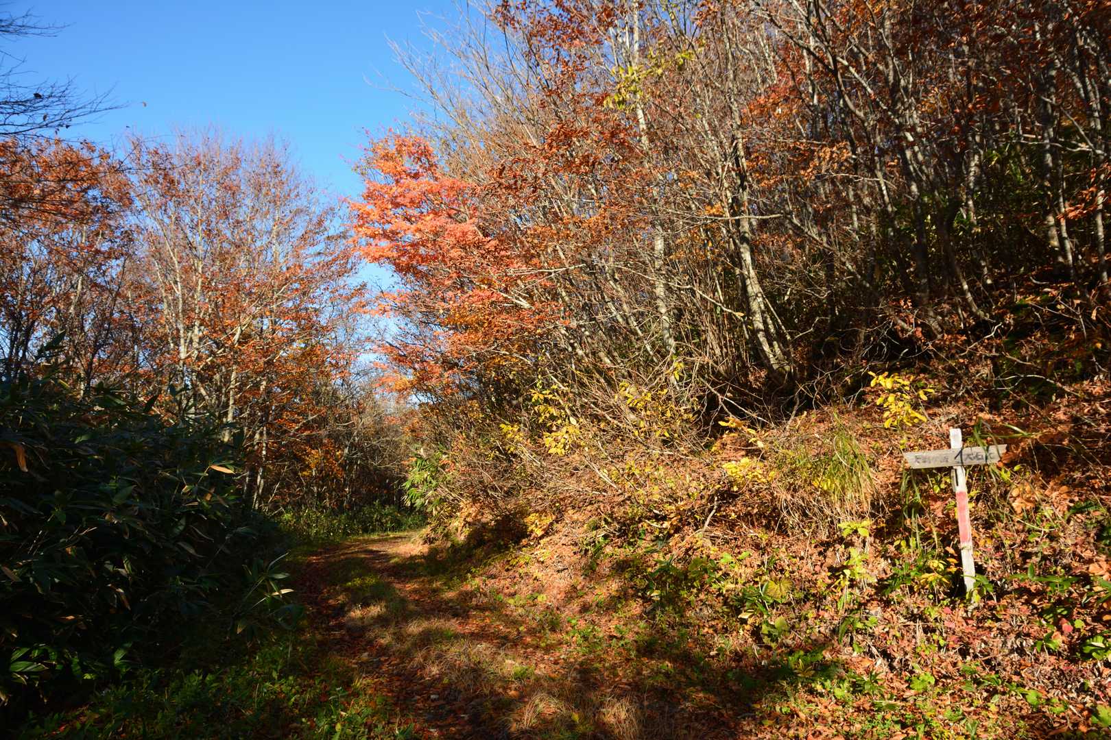 そののち、登山道は一旦開けた林道に突き当たる。道標に従って左手に少し進んだのち、その先の案内板脇から再び登山道へ。