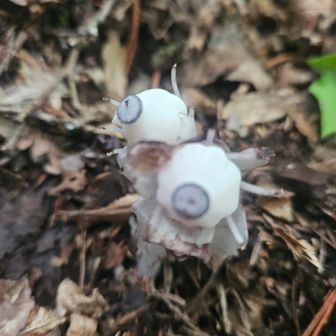 ギンリョウソウみつけた☺目玉おやじみたい