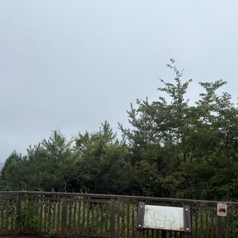 途中展望台に寄り道するも、やっぱり真っ白😭
更に霧が濃くなってきた😓