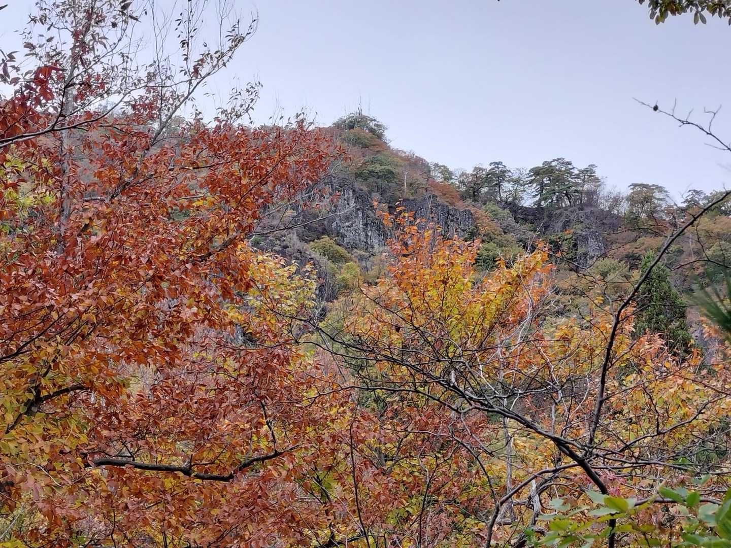 色付いた葉の向こうに 岩岩が見え始める