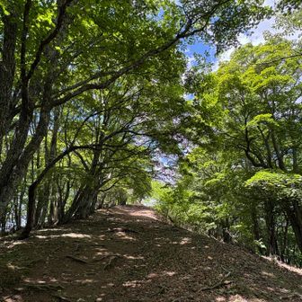 川苔山の山頂へもうすぐ
