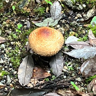 　きのこ🍄‍🟫　可愛い美味しそう！
