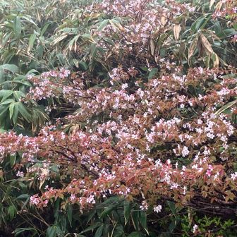 桜だ！