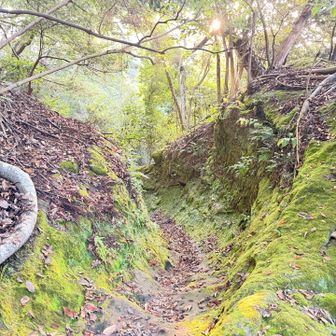 苔むす