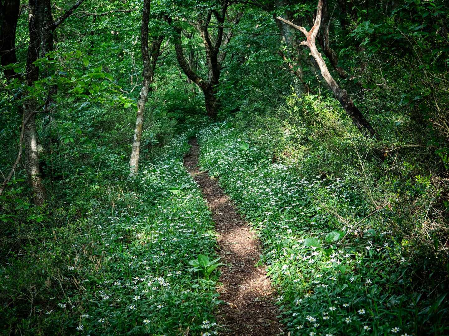 牛曳山登山口-伊良谷山-毛無山 周回コースの写真