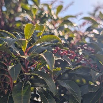 これが噂のアセビだった