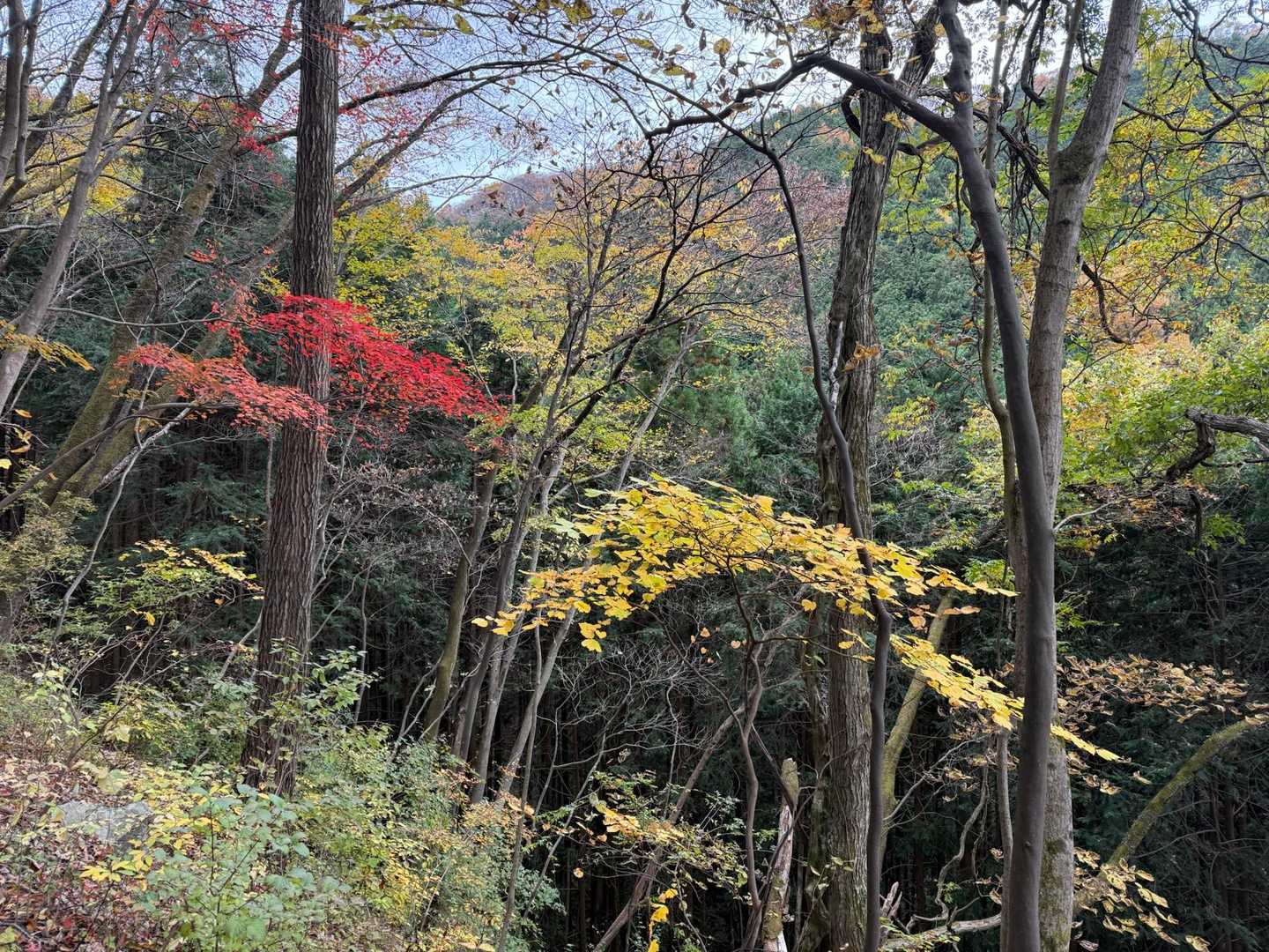 陣馬高原下バス停-陣馬新道登山口-陣馬山 往復コースの写真
