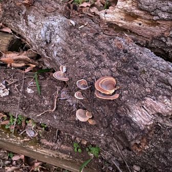 キノコ🍄‍🟫