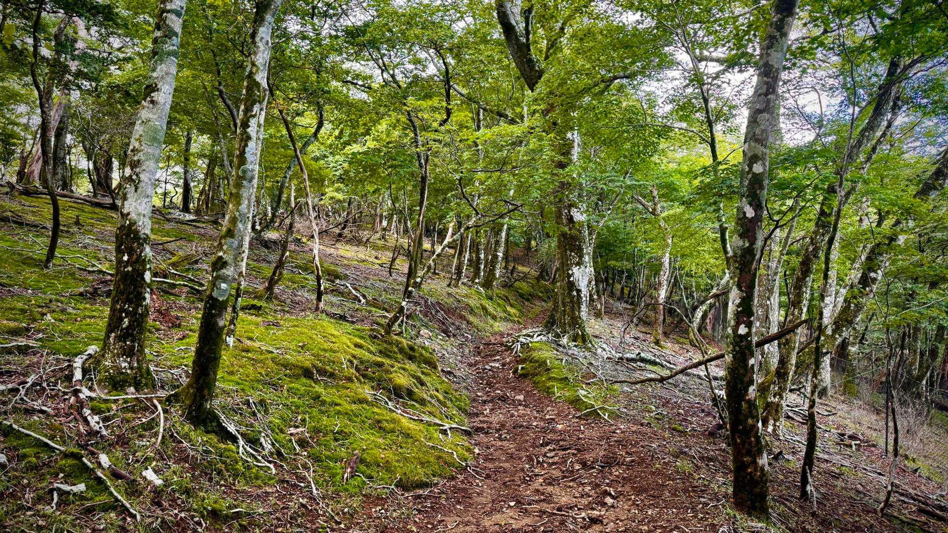 白岩山への稜線はアップダウンも少なく快適⤴︎
