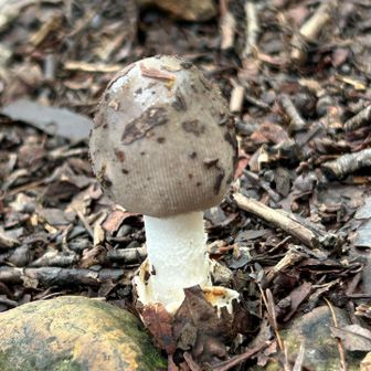 こげちゃ🍄
