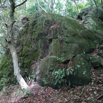 鳥帽子岩、ここは崖じゃないんですね