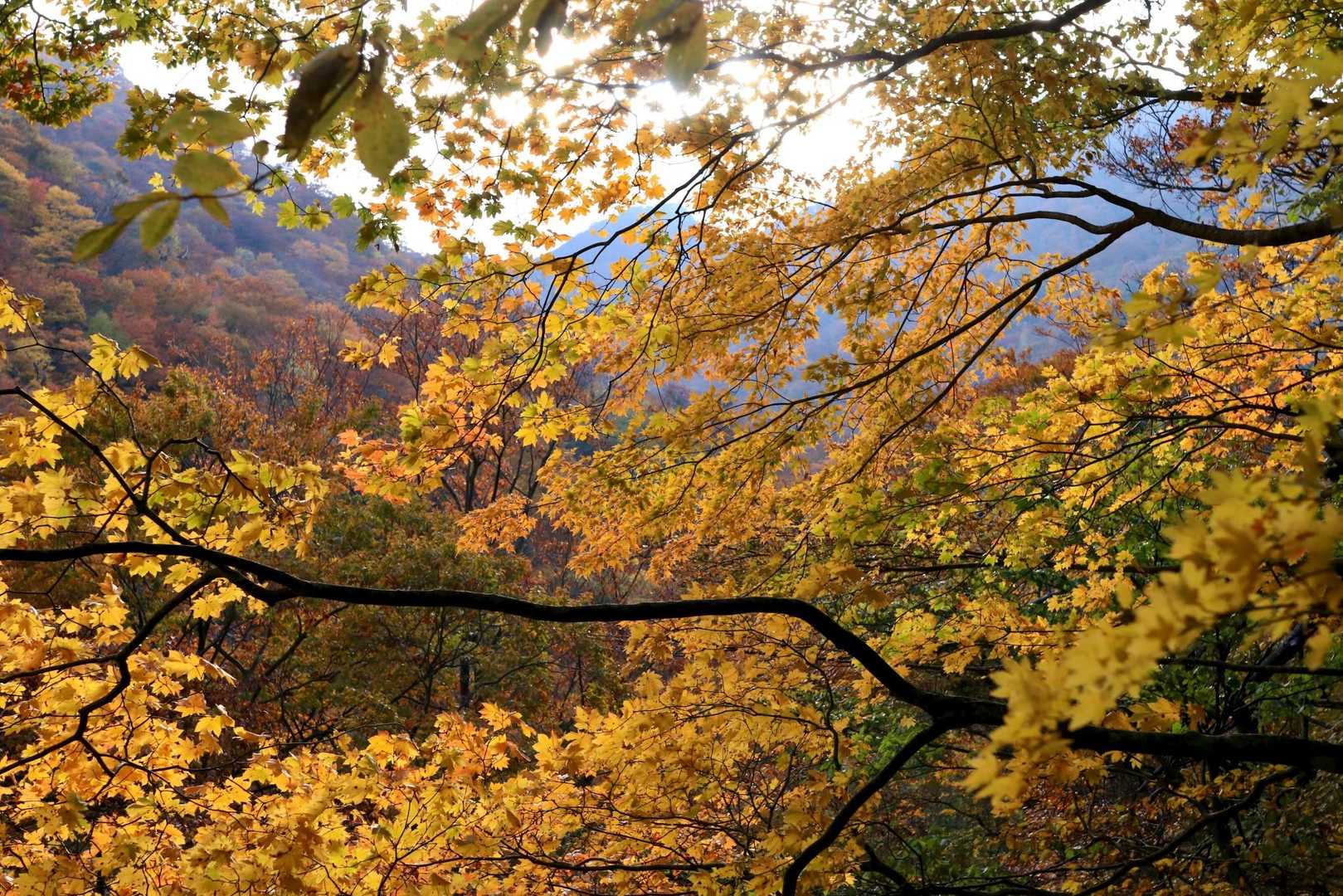 美しすぎてやばかった😂
まさに見頃だよ🍁