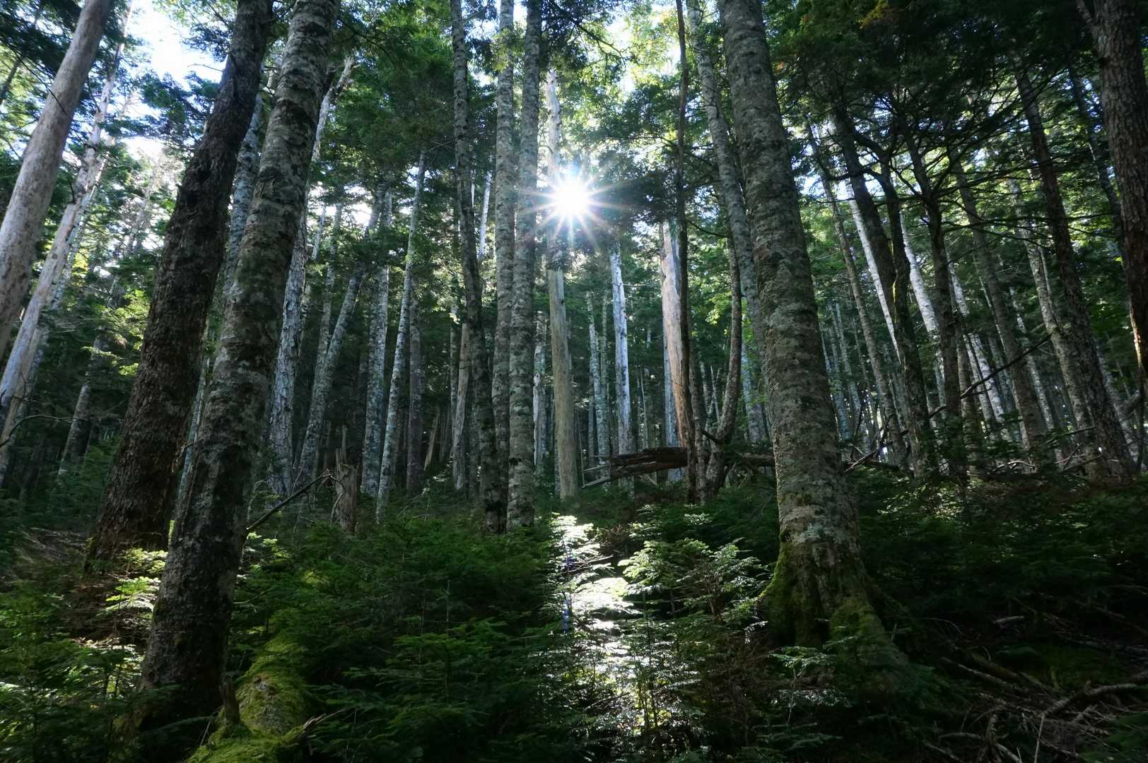 木漏れ日最高！