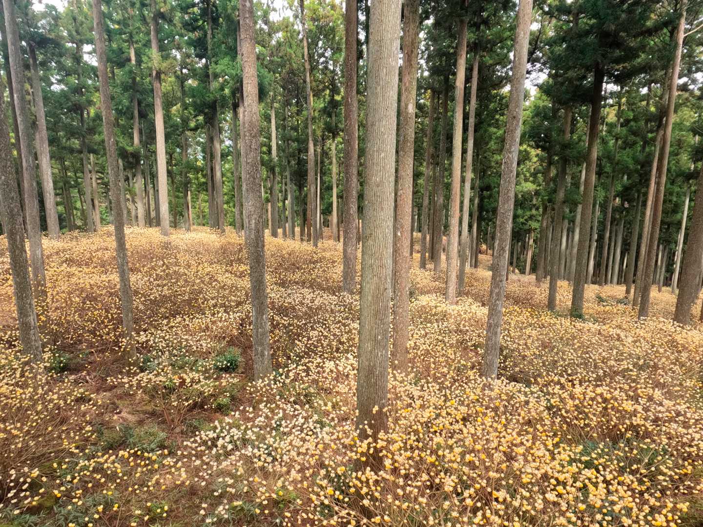 伊勢地出張所前バス停-笹峠-学能堂山 往復コースの写真