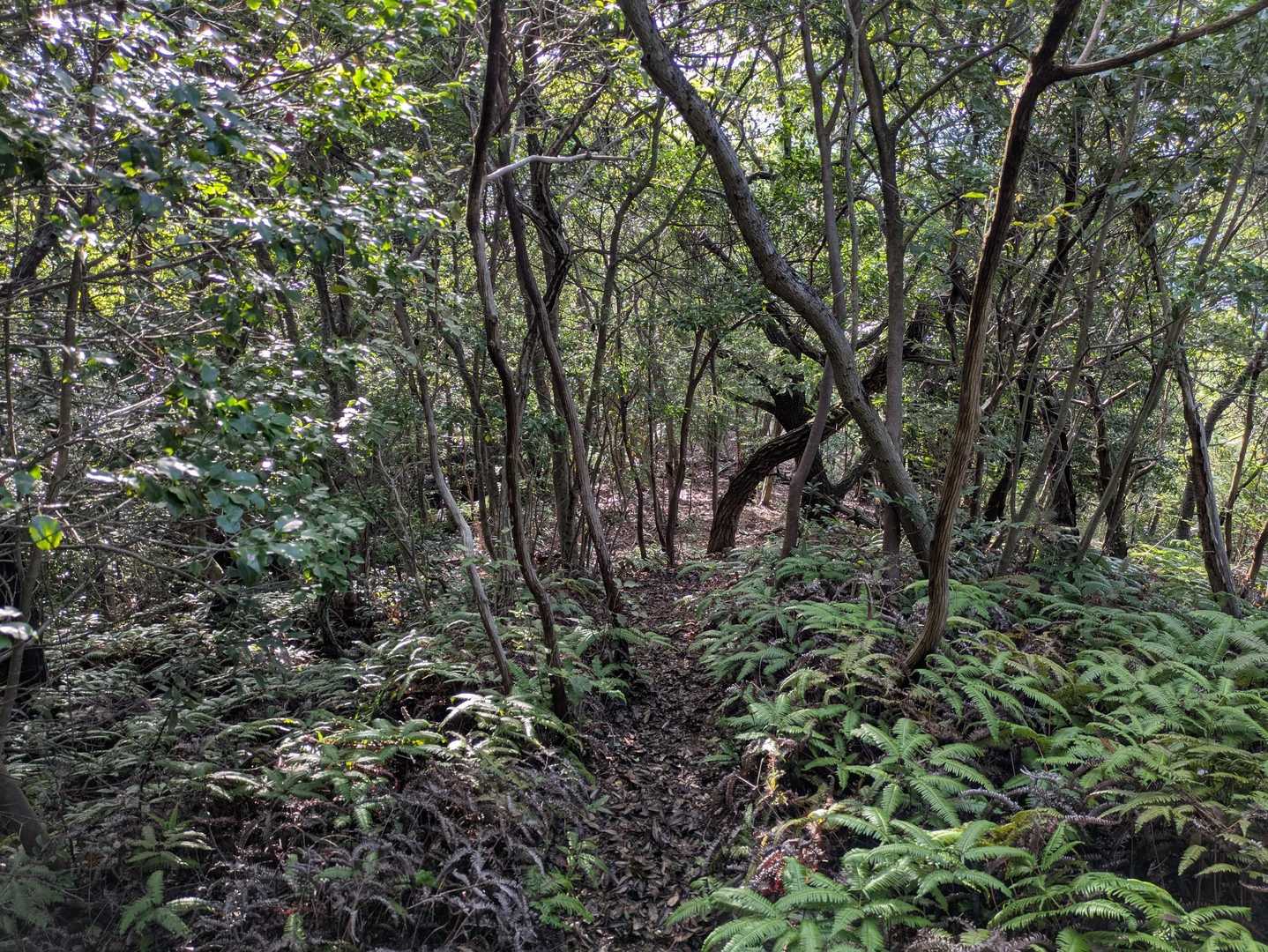 道は明瞭だけど
蜘蛛の巣🕸️だらけ🤣