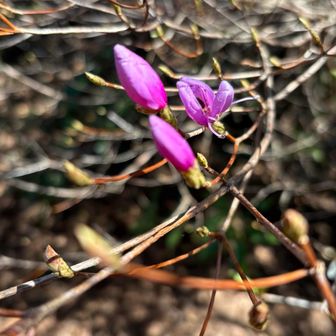 ミツバツツジ🌺