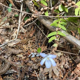 ナガバノスミレサイシン？