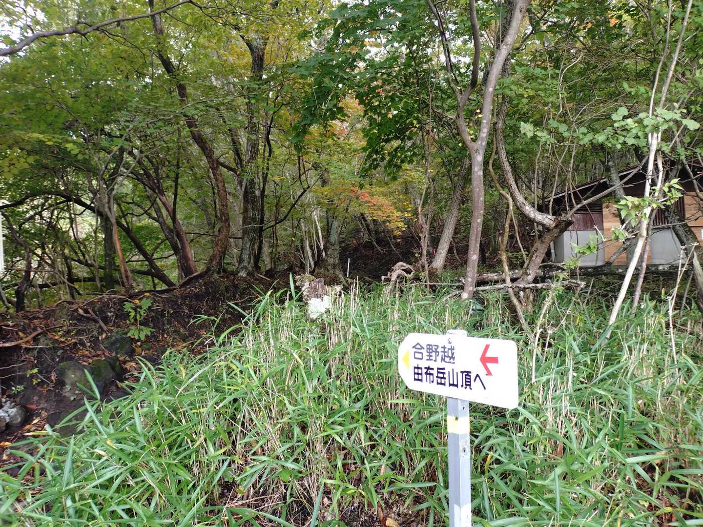 しばらく草原みたいなとこを上がり、ここからしばらく樹林帯🍁