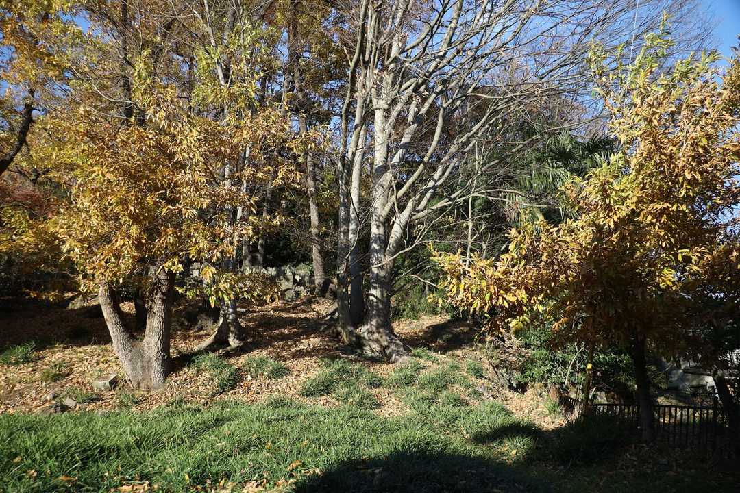 中央右寄りのあたりから出てくる