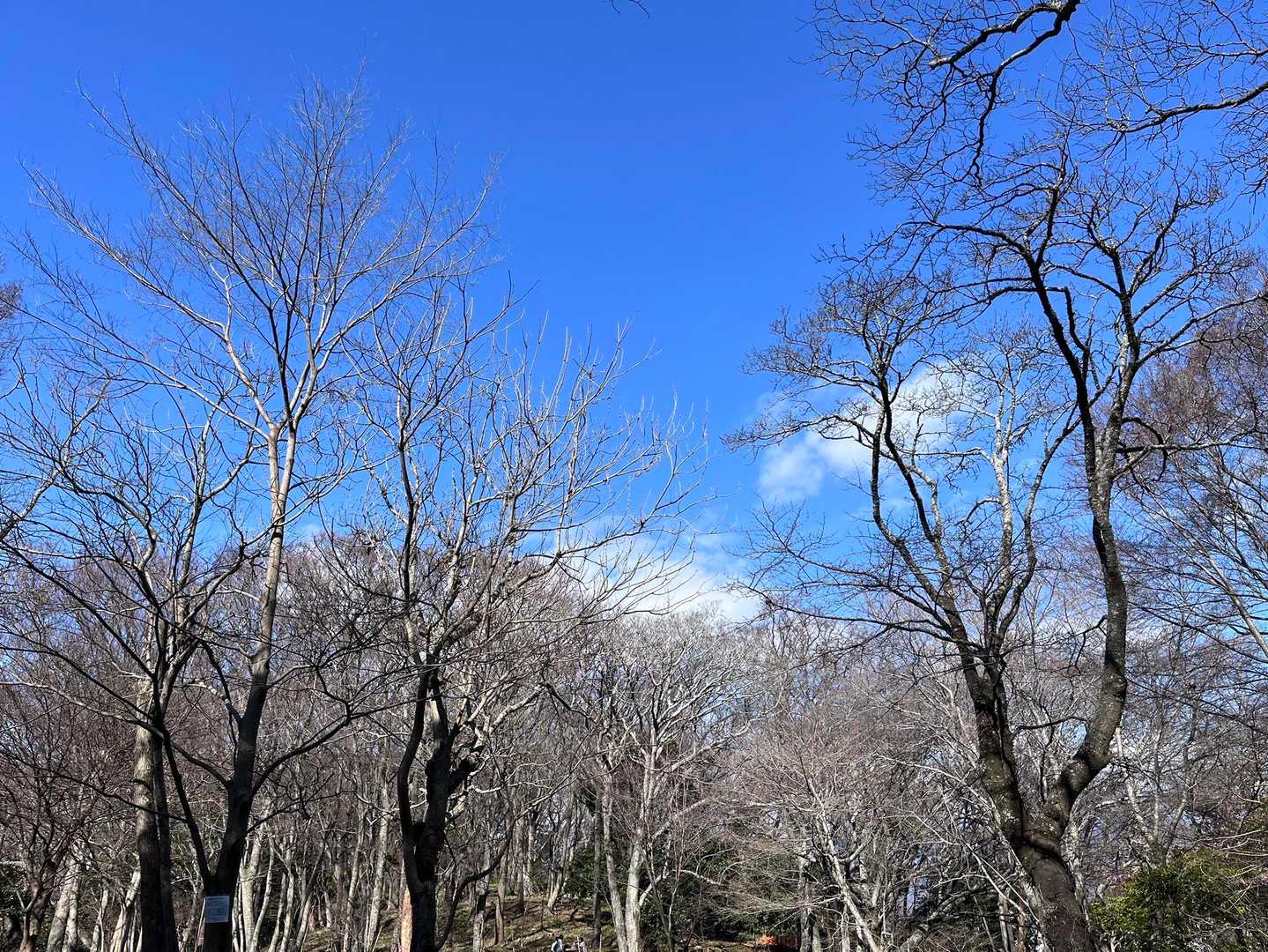 途中の原っぱのような森のようなところが好きです