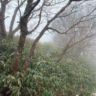 山頂看板付近で三角点を探しましたが見つからず😵‍💫付近を散策すると
山頂の建物の後ろの方、この木の間の藪の中を登り…