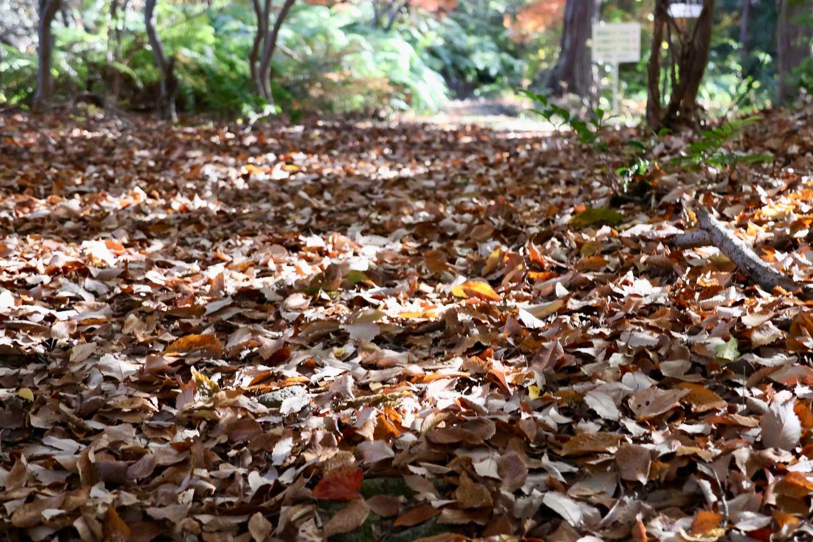 落ち葉🍂でふかふか〜✨✨