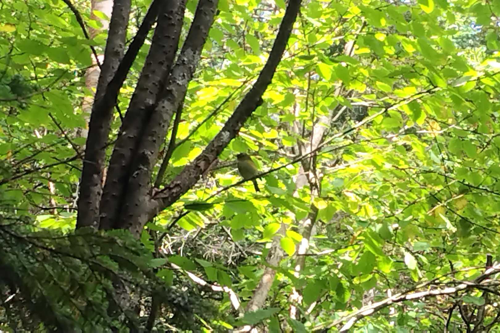 お、すごく近い所に小鳥がとまってくれました👏
なんていう鳥かなぁ🐤