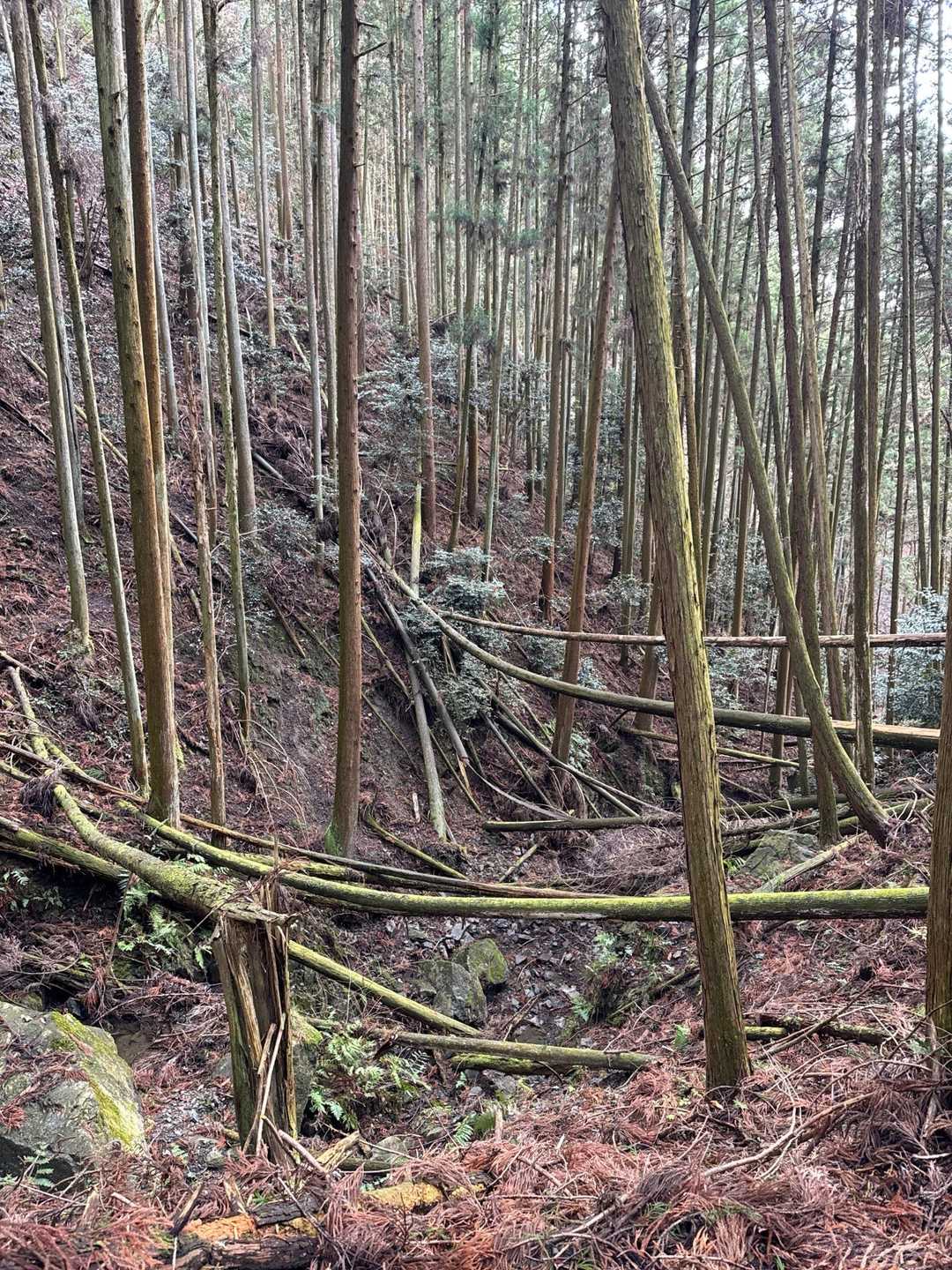 自然のオブジェ