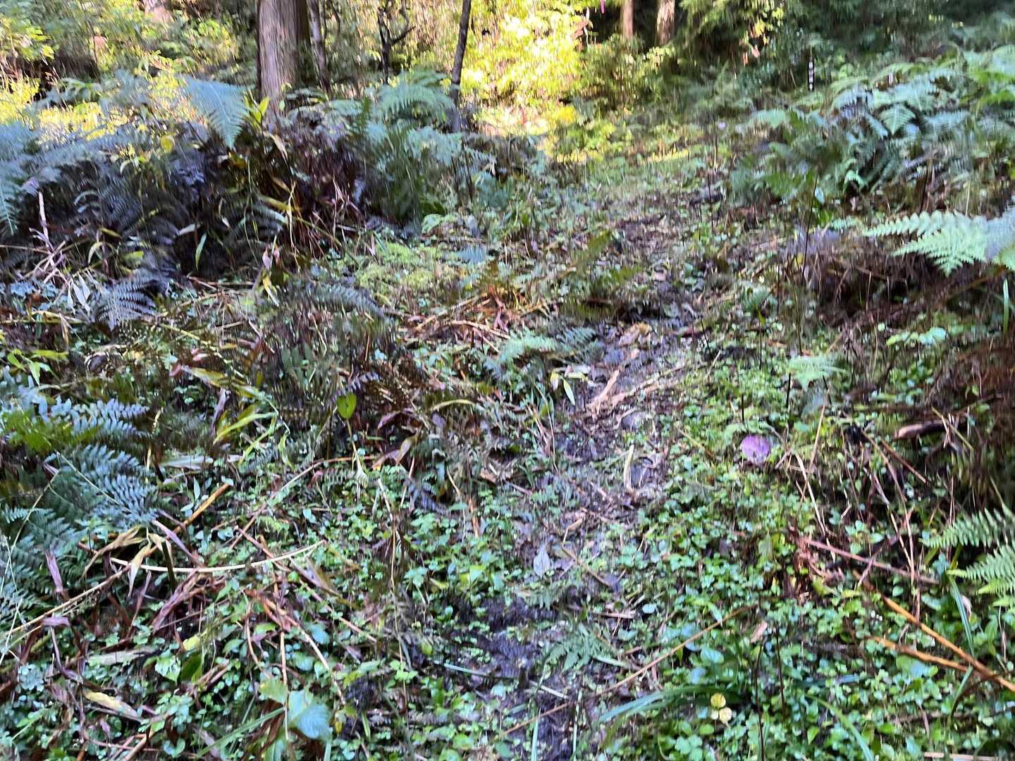 ちゃんと整備されていますね
歩き易いように山道の植物刈られています🍀