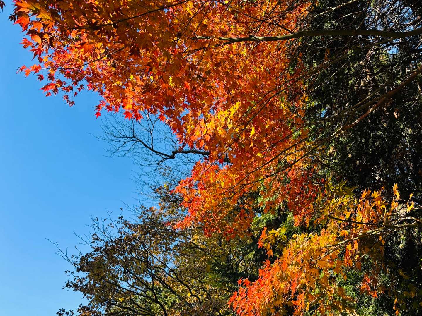 高尾山-城山 往復コースの写真