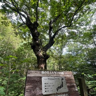 コブ太郎〜
すごいなぁ。
250年も前からここに居たんだね。
パワーもらえます！