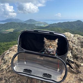 同行した🐈ハチ子ちゃんです