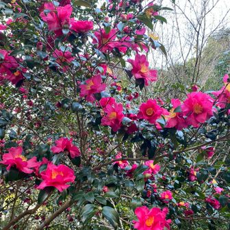 サザンカも見頃