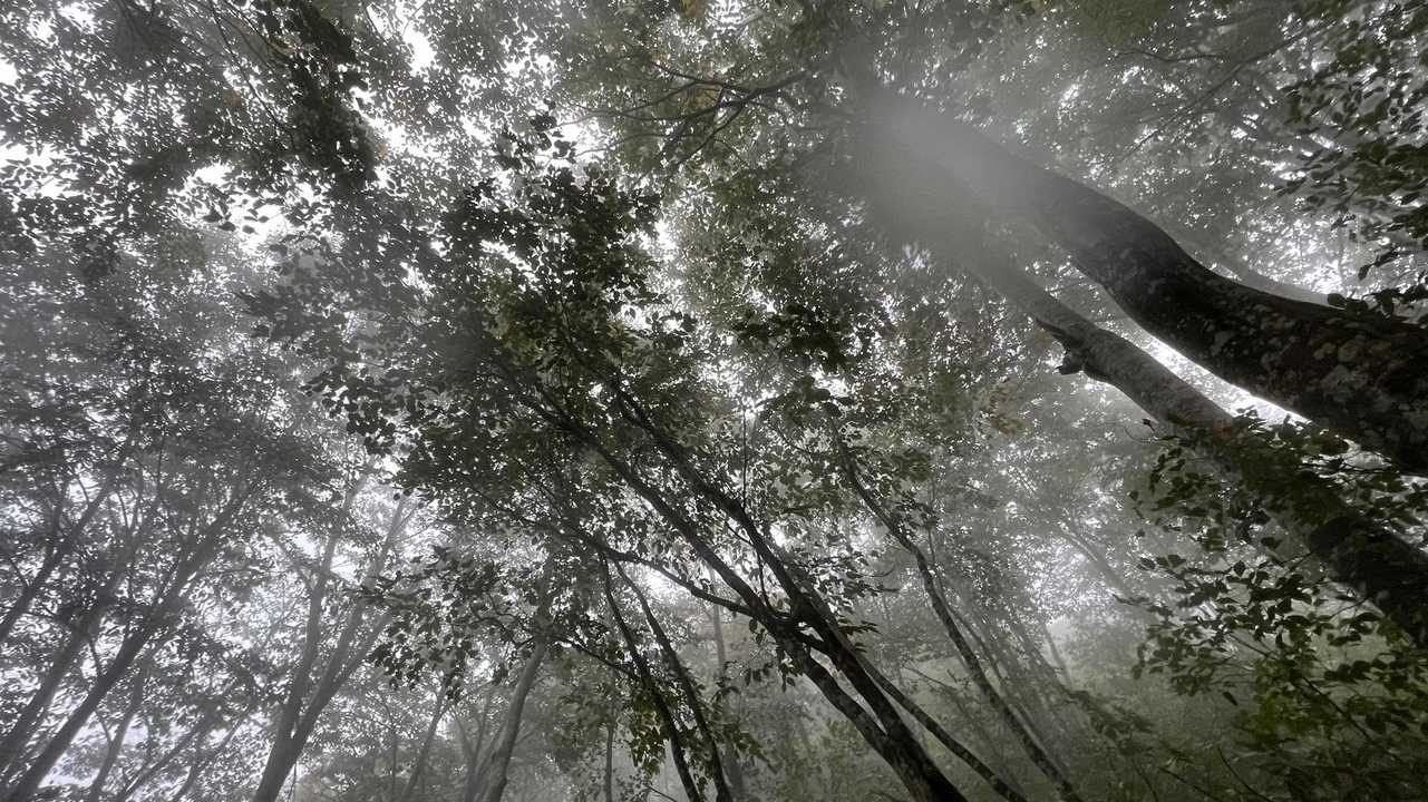 信越トレイル#3（sec.4／仏ヶ峰登山口〜鍋倉山・黒倉山〜関田峠） の写真 31