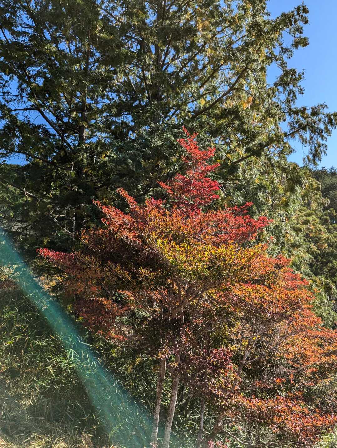 お天気も良く、赤い葉がとってもキレイです。