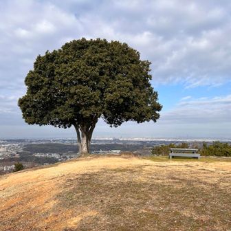 奥の風景も撮れました😄
ブロッコリーといわれてます🥦