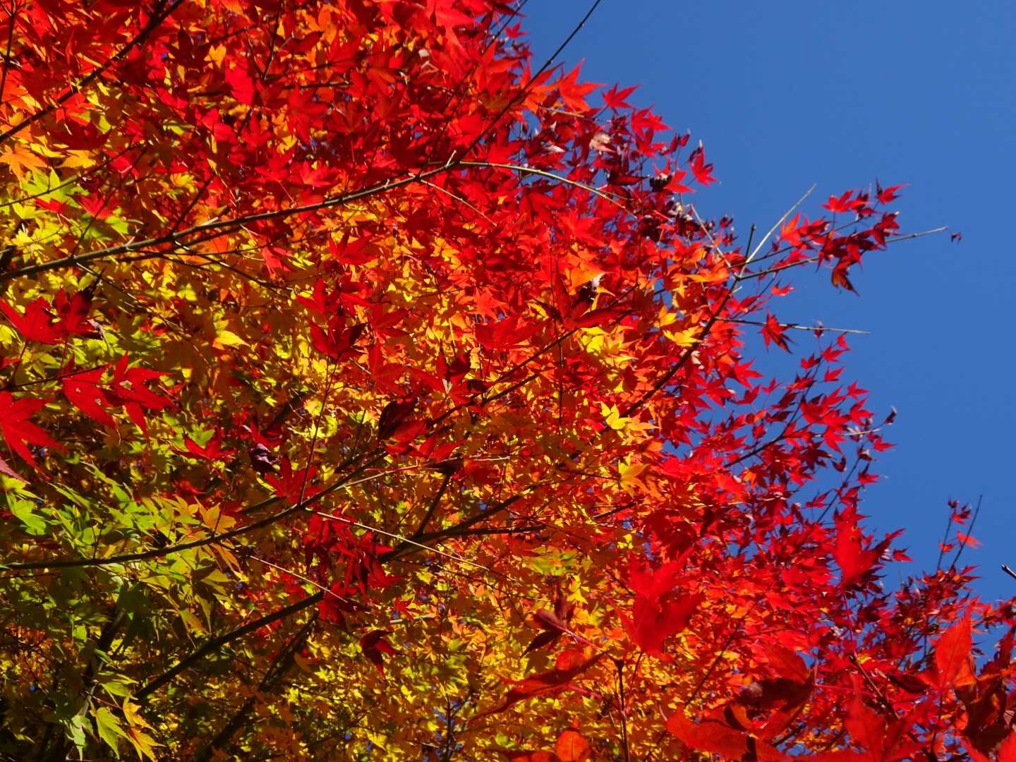 🍁