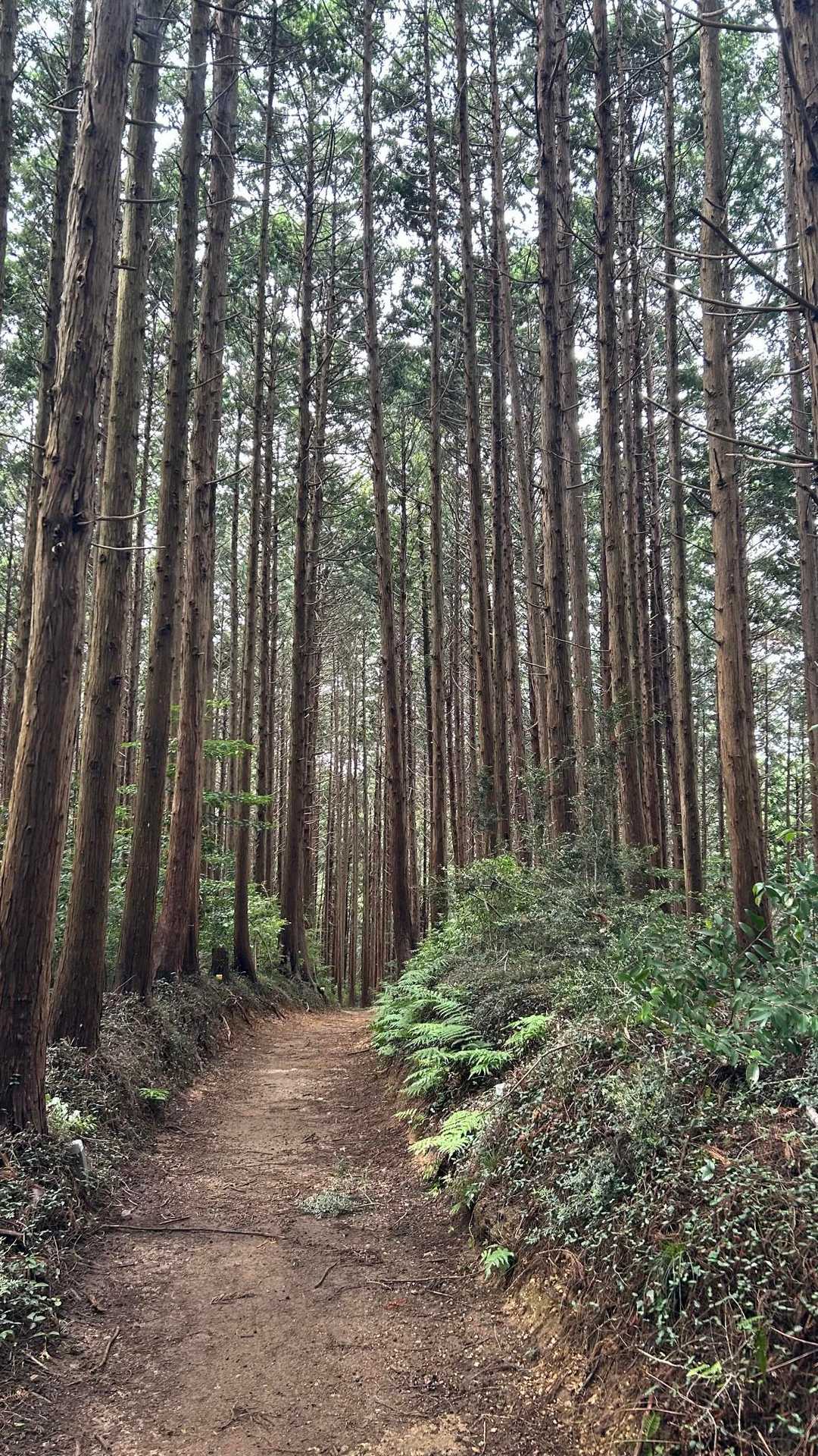 埼玉の山は、この感じが好きです😄