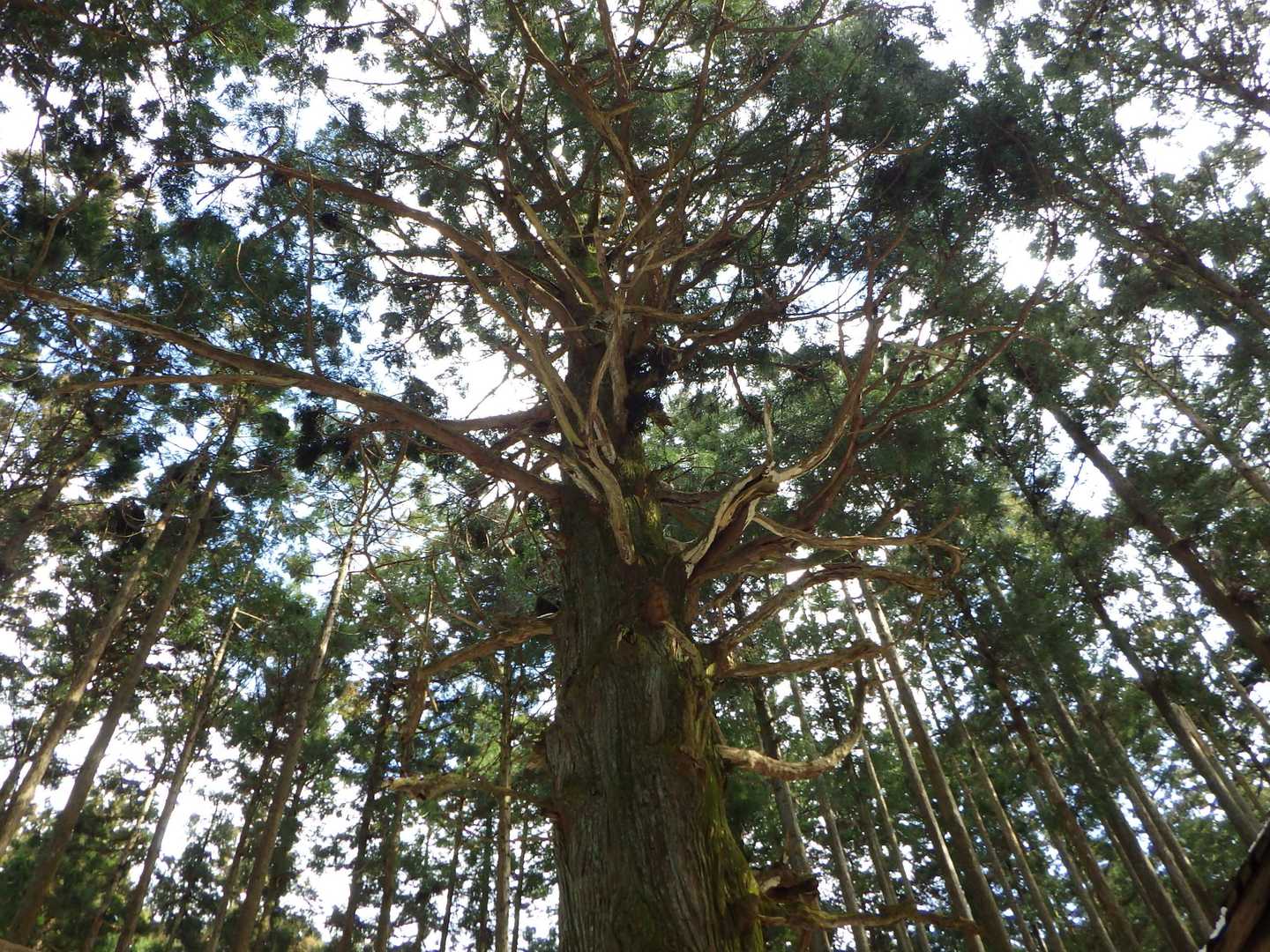 樹齢700年の巨木・高見杉
