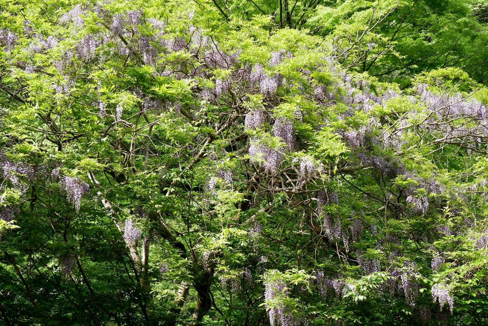 見事な山藤