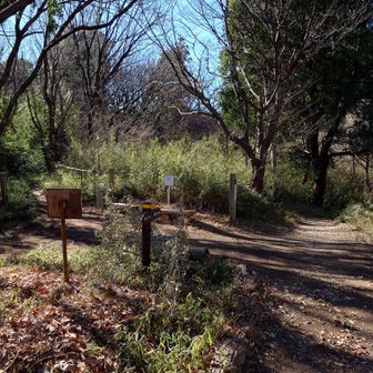 分岐にやって来ました。ここは直進（写真右側の道）します。