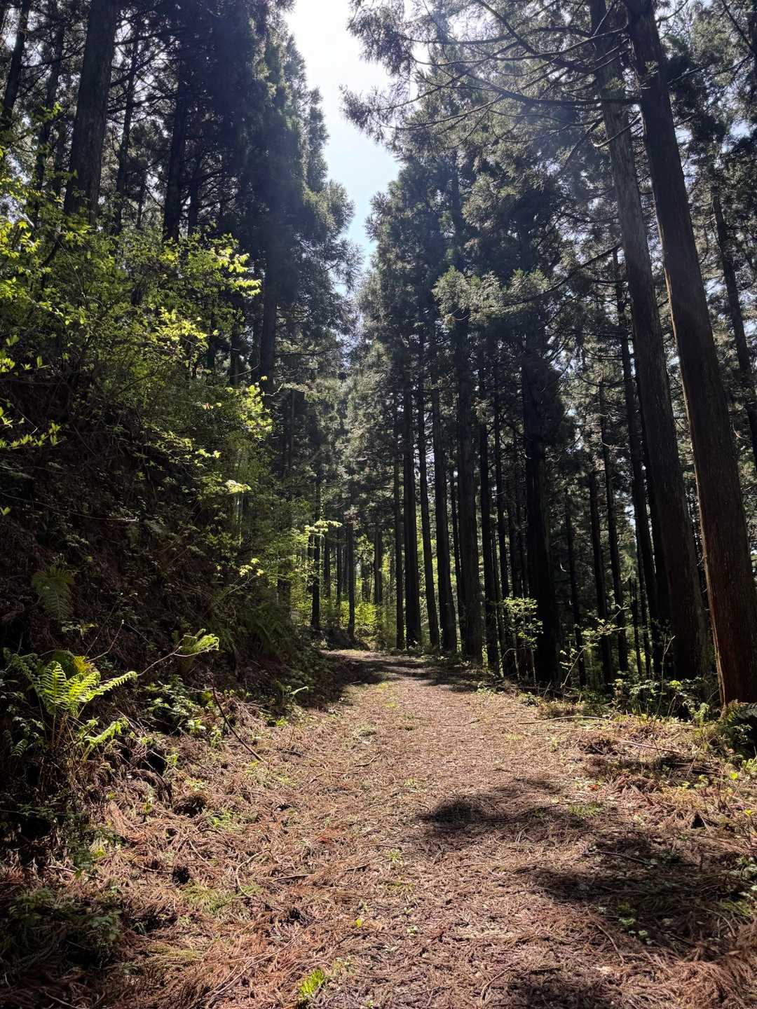 中部北陸自然歩道登山口-南保富士-猪山 周回コースの写真