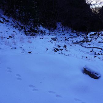 かわいい足跡🐾