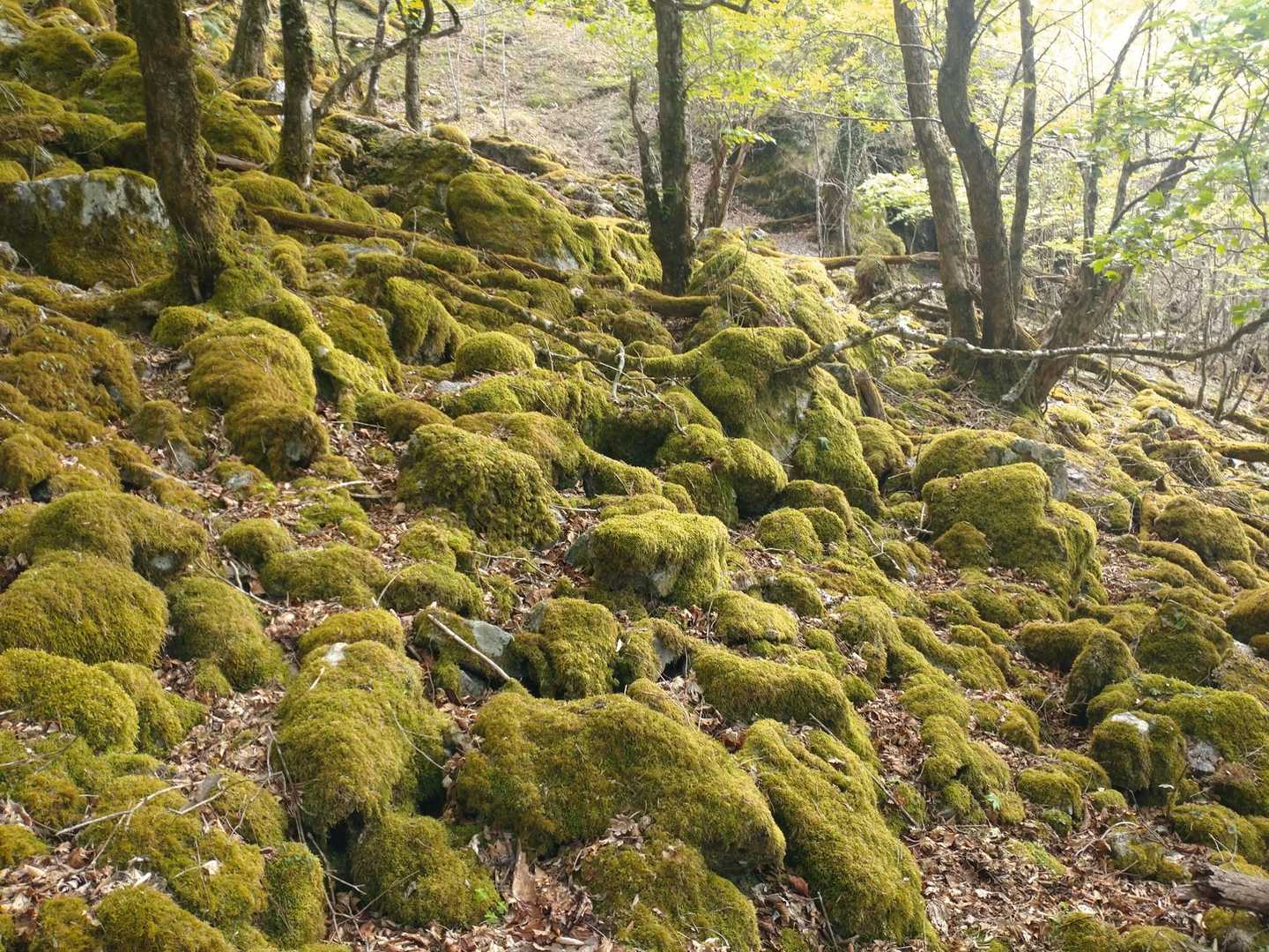 苔は乾燥気味
