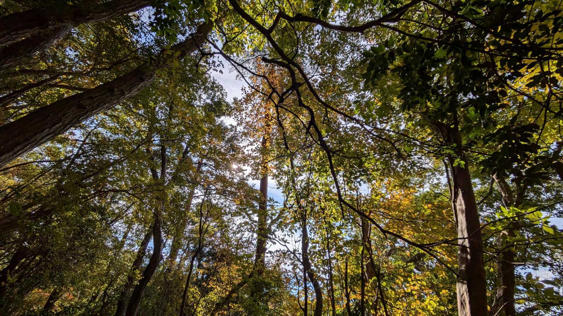 猿子城山-ボテ峠-施福寺-槇尾山バス停 周回コースの写真